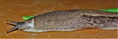Urocyclus kirkii