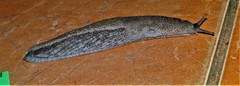 Urocyclus kirkii