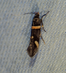 Macrobathra alternatella