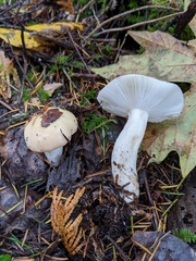 Russula bicolor