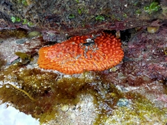 Polymastia aurantia
