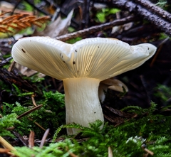 Russula bicolor