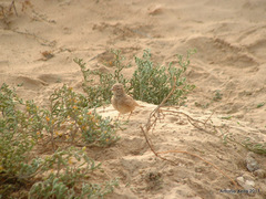 Ammomanes cinctura