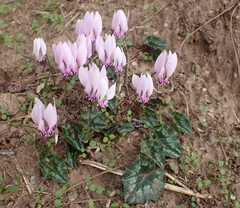 Cyclamen hederifolium