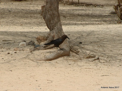 Corvus ruficollis