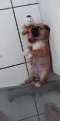 Canis familiaris