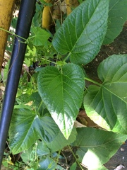 Clerodendrum paniculatum
