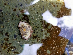 Eurynolambrus australis