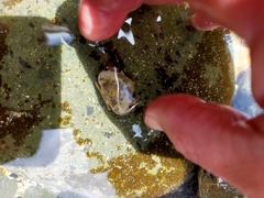 Eurynolambrus australis