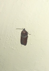 Acleris celiana
