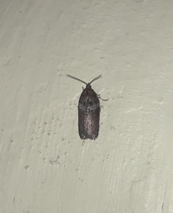 Acleris celiana