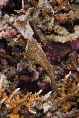Solenostomus cyanopterus