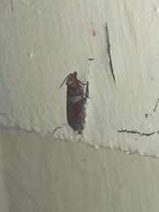 Acleris celiana