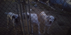 Canis familiaris