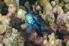 Synchiropus splendidus