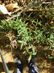 Berberis × stenophylla
