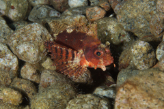 Dendrochirus brachypterus