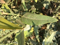Atriplex micrantha