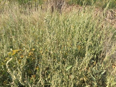 Atriplex micrantha