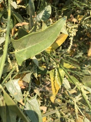 Atriplex micrantha