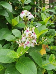 Pseuderanthemum maculatum