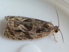 Olethreutes tilianum