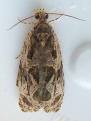 Olethreutes tilianum