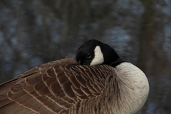 Branta canadensis