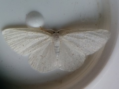 Protitame virginalis