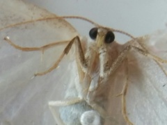 Protitame virginalis