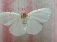 Protitame virginalis