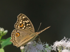 Junonia lemonias