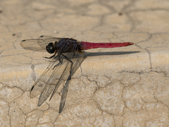 Orthetrum pruinosum