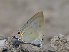 Hypolycaena erylus