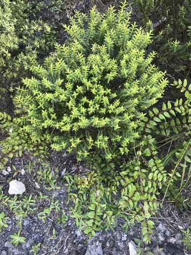 Veronica rupicola
