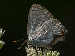 Hypolycaena erylus