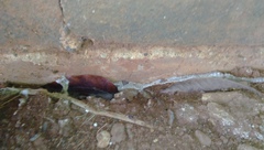 Lycodon capucinus
