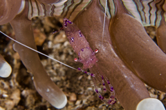 Ancylomenes sarasvati