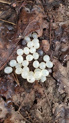 Ariolimax columbianus