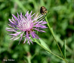 Centaurea