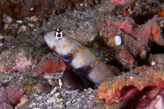 Amblyeleotris guttata