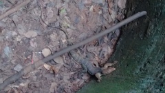 Varanus salvator bivittatus