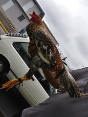 Gallus gallus domesticus