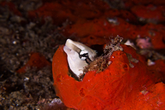 Aspidontus taeniatus