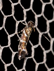 Stagmatophora argyrostrepta