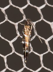 Stagmatophora argyrostrepta