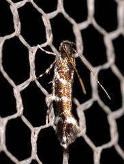 Stagmatophora argyrostrepta