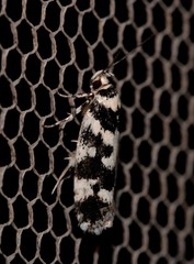 Lichenaula melanoleuca