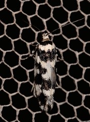 Lichenaula melanoleuca