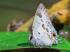 Hypolycaena othona